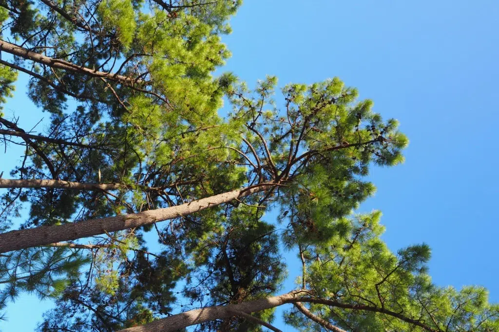 avis camping le sabia