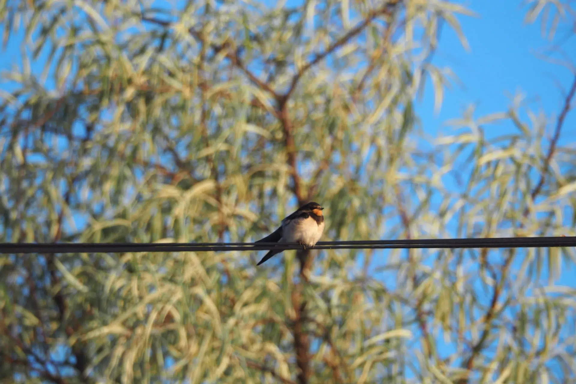 location de mobil homes sur l ile d oleron