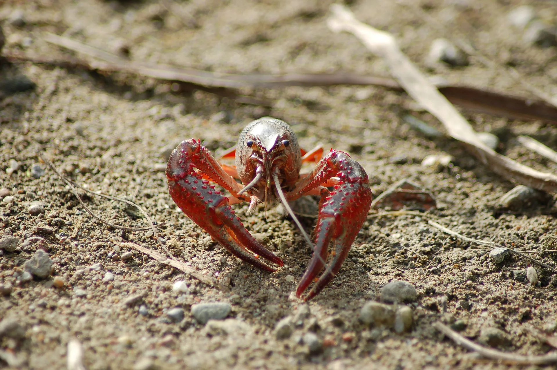 monsieur le crustacé