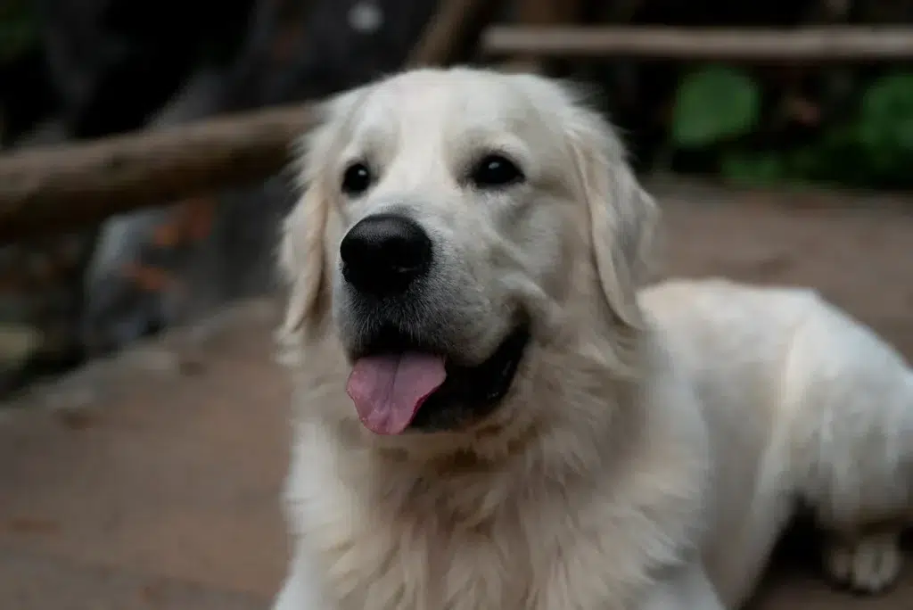 services venez avec votre animal