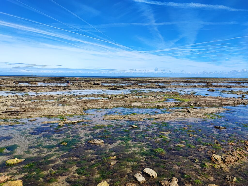 sabia fishing corner