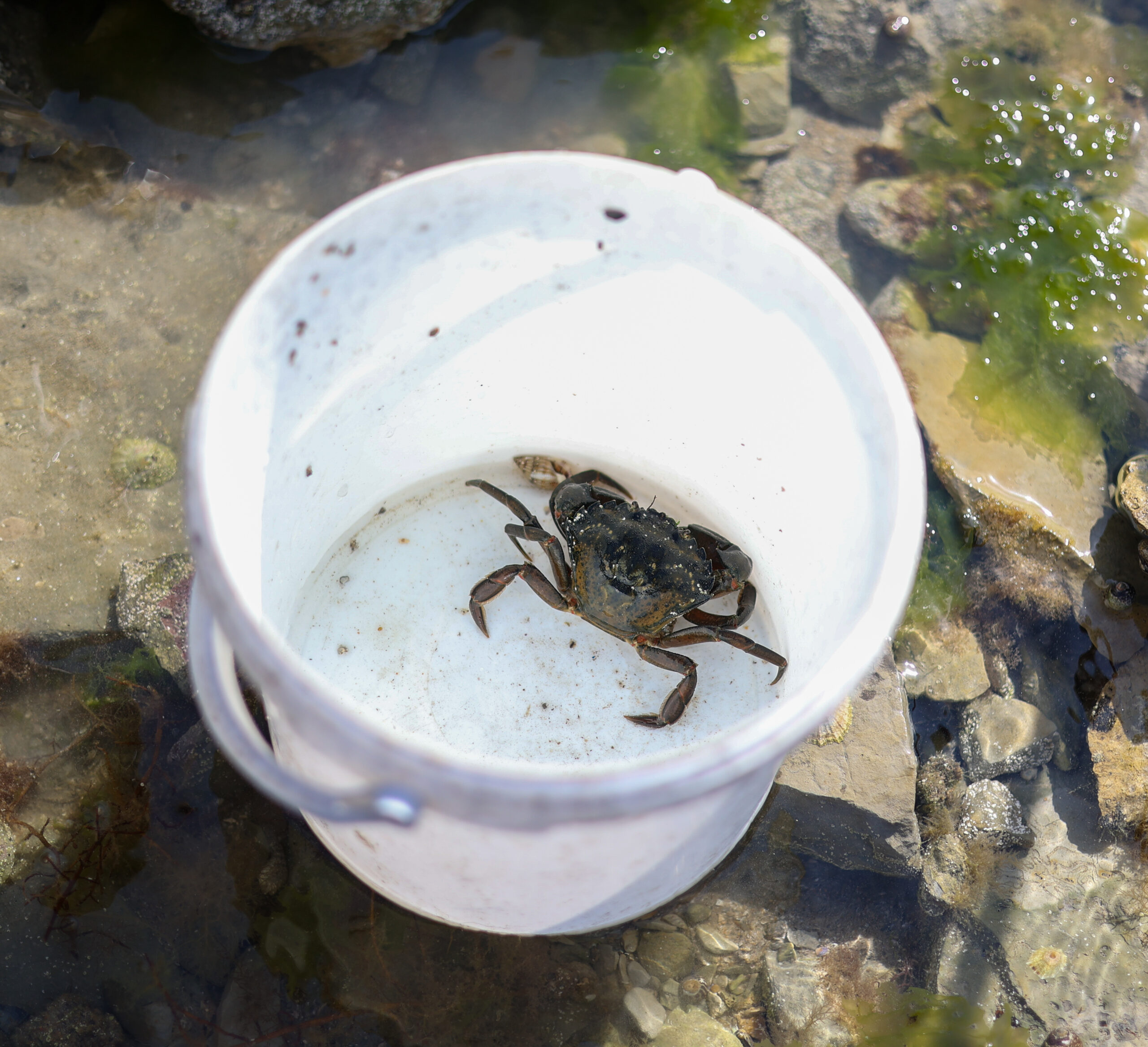 crab in a bucket